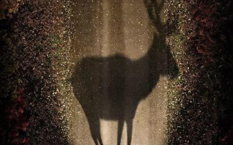 OPEL欧宝汽车海报！《野猪篇》《鹿篇》《兔子篇》