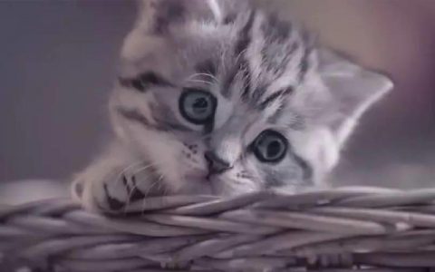 萌萌的猫咪！好可爱啊!(BBDO)