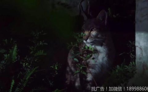 “夜的声音！” 路虎 2017新近广告大片！