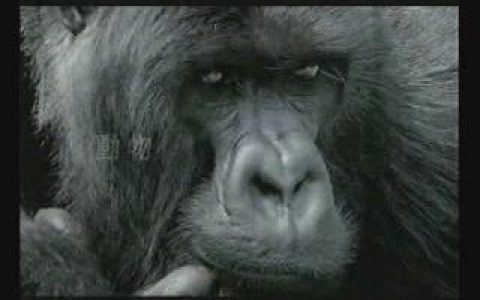 144汇丰银行形象片不同观点看世界篇