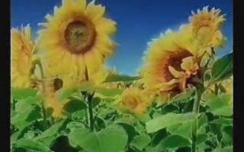 169招商银行理财国际卡之向日葵篇