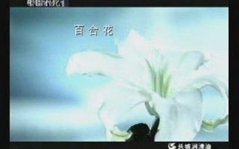 277长城多效防冻液百合花篇