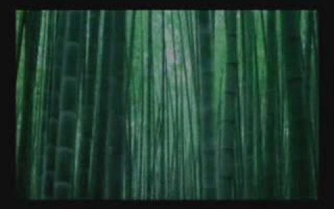 278中国银行形象片竹林的静与动篇