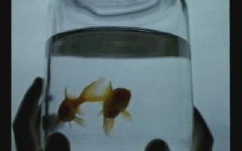 319翡翠绿洲之最好的别墅篇