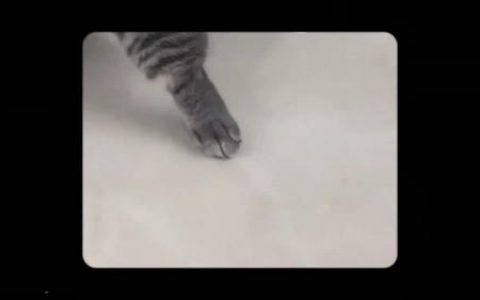 凯迪拉克车主竟然是只猫咪？